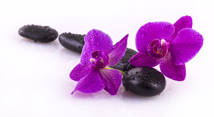 black stones and orchid flower