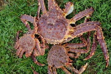 Камчатские крабы. Мурманская область полуостров Рыбачий. Отдых на Баренцевом море