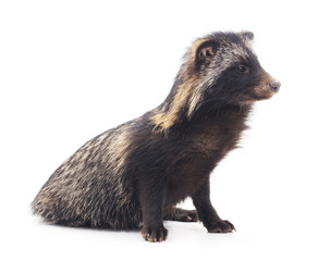 Raccoon on a white background.
