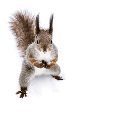 funny red squirrel with fluffy tail standing on the snow and looking in camera