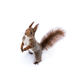 cute young squirrel standing on white snow background