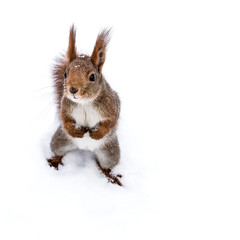funny little squirrel with fluffy tail standing on snow in winter park