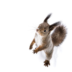 red little squirrel standing on white snow, looks upward