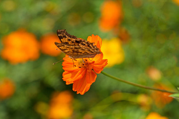 코스모스와 호랑나비