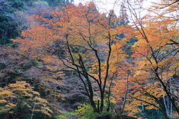 Akame 48 waterfall valley