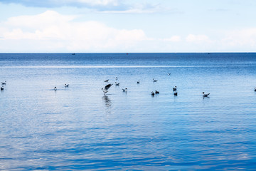 Seagulls on the lake