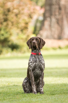 German Short Haired Pointer with Red Collar
