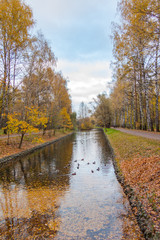 Ducks swim in a pond in Sokolniki Park, autumn bleak landscape