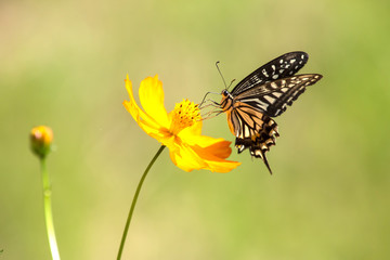 코스모스와 호랑나비