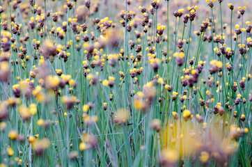 .Xyridaceae full bloom yellow fields. Look naturally beautiful.