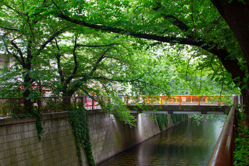 Fototapeta na wymiar Tokyo, Japan at Meguro Canal in the spring season.