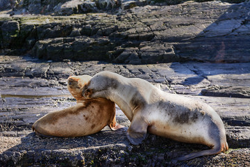 Sea lions on isla in  beagle channel near Ushuaia (Argentina)