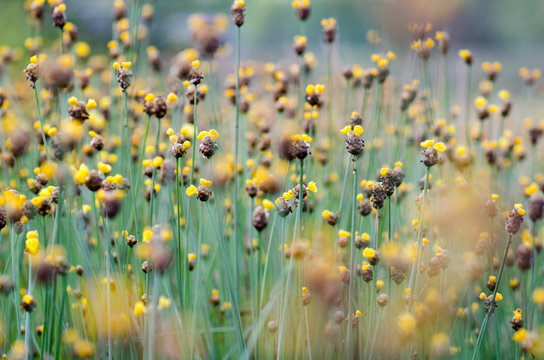 .Xyridaceae full bloom yellow fields. Look naturally beautiful.