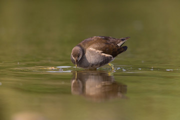 young common moorhen (Gallinula chloropus)