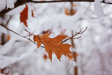 Lone autumn autumn leaf under snow in november day.