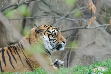 tiger close up photo