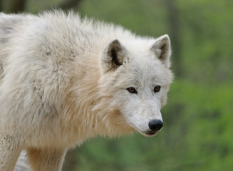 summer close up photo of white arctic Wolf in a forest with green background