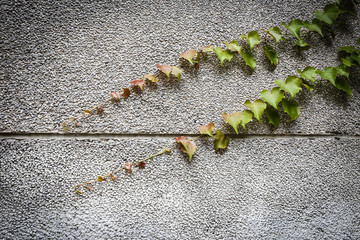 Ivy leaves on the wall. The green creeper plant on a grey wall creates a beautiful background.