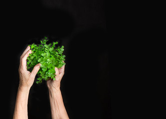 The female hand holding new green sprout