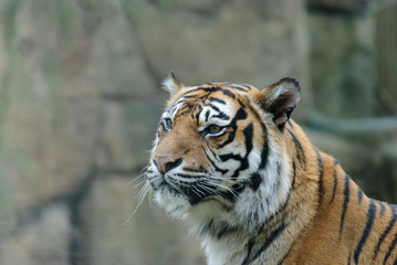 close up portrait of tiger
