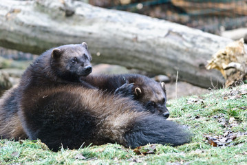 couple of wolverines 