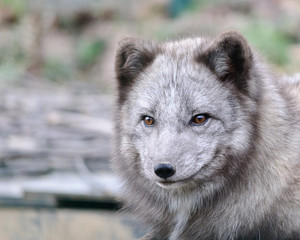 close up portrait of grey arctic fox