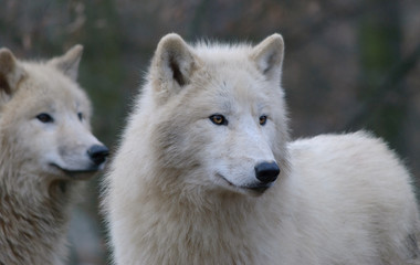 white arctic wolves pack