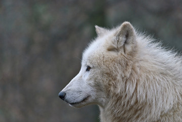 Obraz na płótnie Canvas white arctic wolf close up portrait