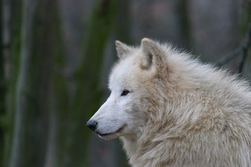 close up winter portrait of white arctic wolf