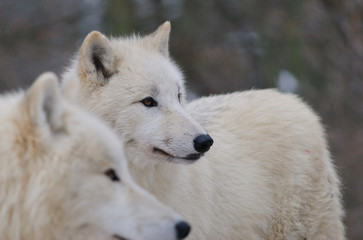 Obraz na płótnie Canvas white arctic wolves couple