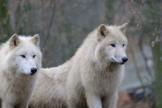 white arctic wolves pack