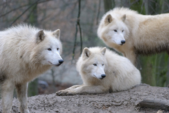 pack of white arctic wolves