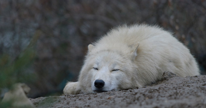 sleeping white arctic wolf
