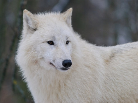 close up portrait of white arctic wolf
