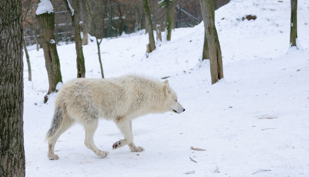 white Wolf walking in a snowy forest