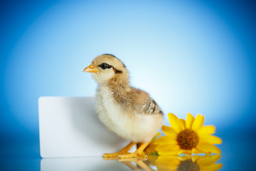 little chick with daisies