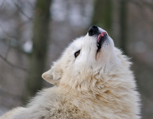 Fototapeta premium close up photo of white arctic Wolf with tongue out