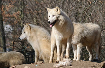 white arctic wolves pack