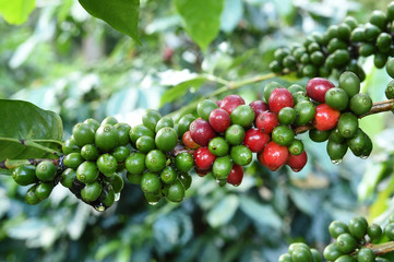 Coffee beans ripening on a tree.