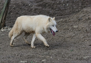 Naklejka na ściany i meble white arctic wolf walking in a forest