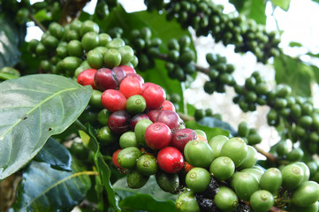 Coffee beans ripening on a tree.