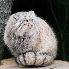 wild cat manul sittin on a tree