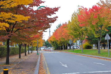 Naklejka premium The street is aflame with colorful maple / The street is aflame with colorful maple in Korea Seoul 