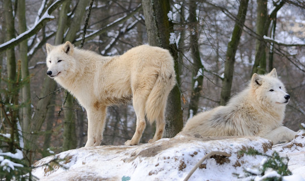 arctic Wolf pack in a winter and snowy forest