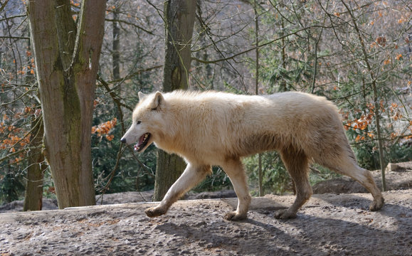 white arctic Wolf runs in a forest