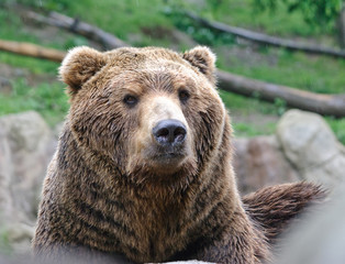 Obraz premium brown bear close up portrait