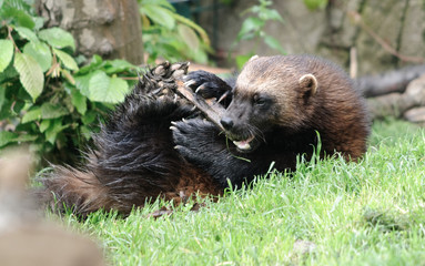 wolverine playing with a wood