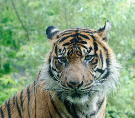 close up portrait of tiger