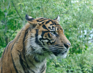 tiger close up portrait in a green forest