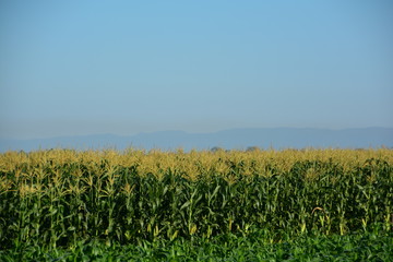 Corn field  natural backdrop